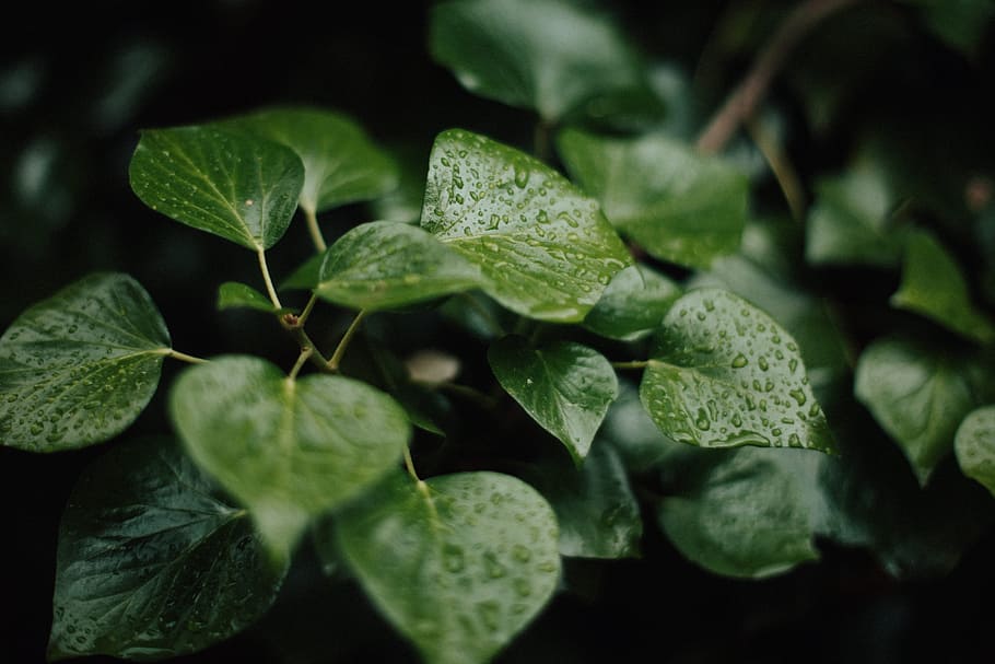 green leaves in macro photography, leaf, wet, drop, water, raindrop HD wallpaper