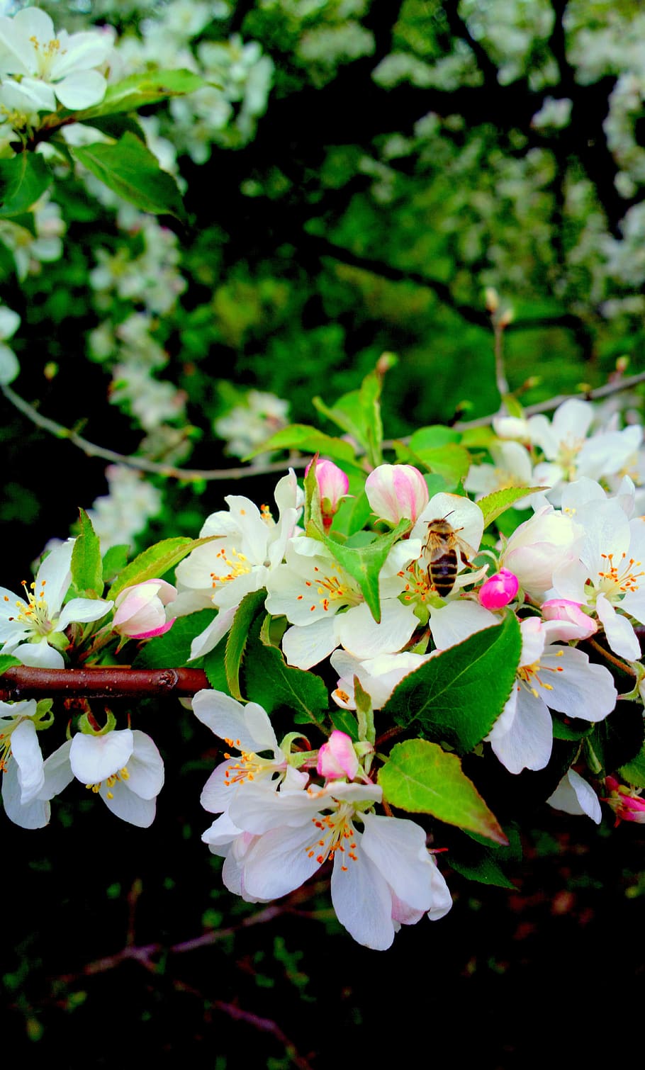 nature, in the spring, garden, flower, plant, flowering plant HD wallpaper