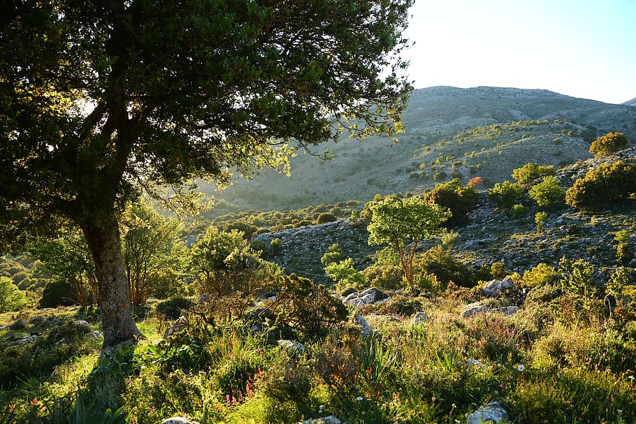 crete, mountains, tree, plant, beauty in nature, tranquility HD wallpaper