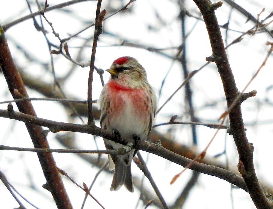 canada, hammond, feathers, redpoll, winter, bird, vertebrate HD wallpaper