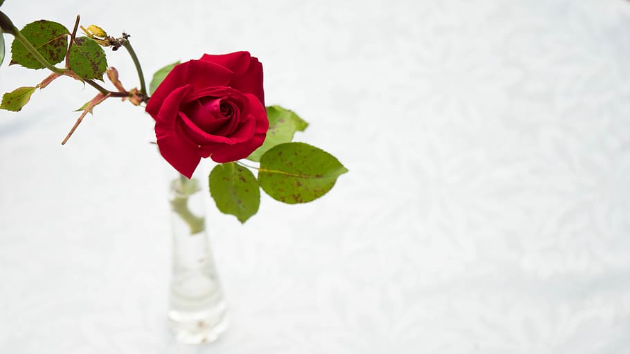 red rose on clear glass vase, blossom, plant, flower, petal, white, HD wallpaper