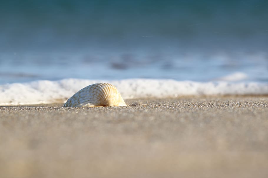 sea, sand, seashell, the waves, beach, ocean, nature, selective focus HD wallpaper