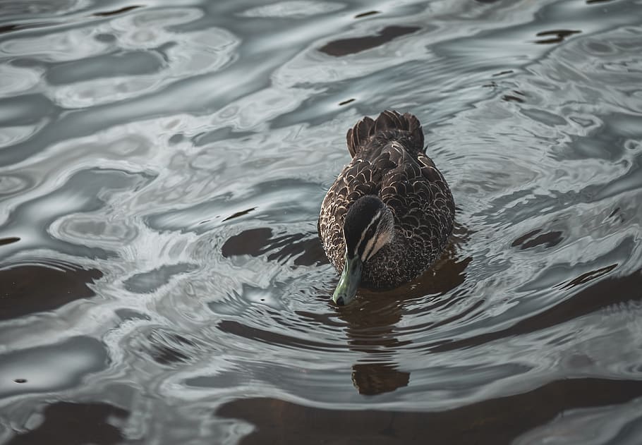 duck on water, outdoors, ripple, animal, bird, blue mountains HD wallpaper