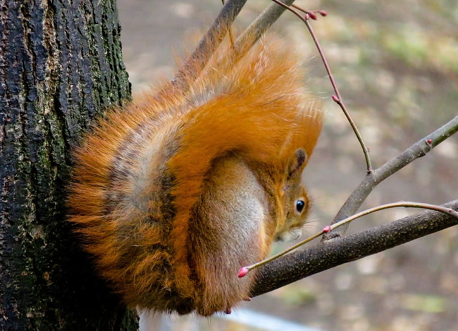 animals, squirrel, rodent, cute, foraging, tail, possierlich HD wallpaper