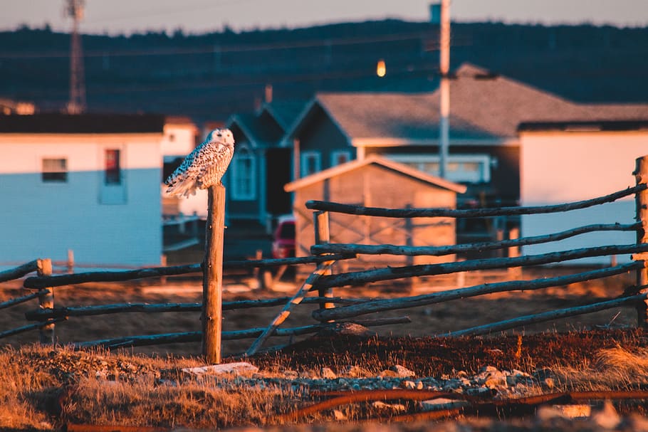 owl on fence, bird, animal, animal themes, vertebrate, architecture HD wallpaper