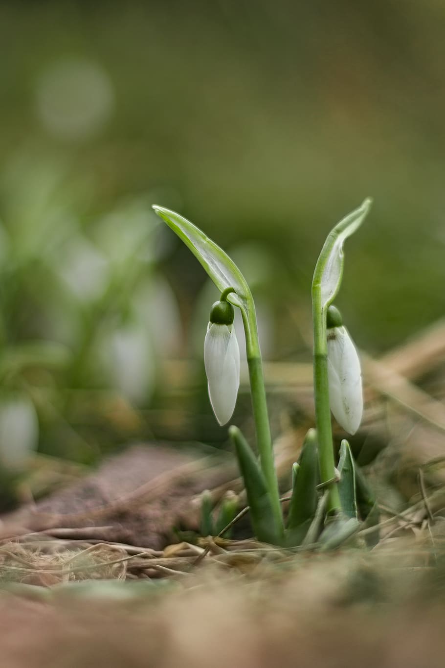 snowdrop, spring, sharp, green, life, nature, macro, close-up HD wallpaper