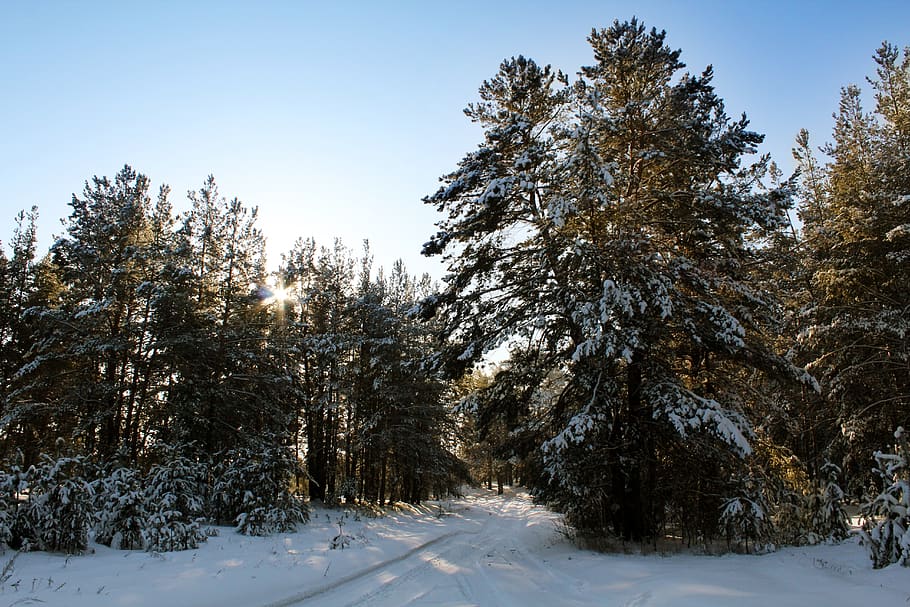 forest, pine, road, forests, nature, trees, landscape, evergreen HD wallpaper