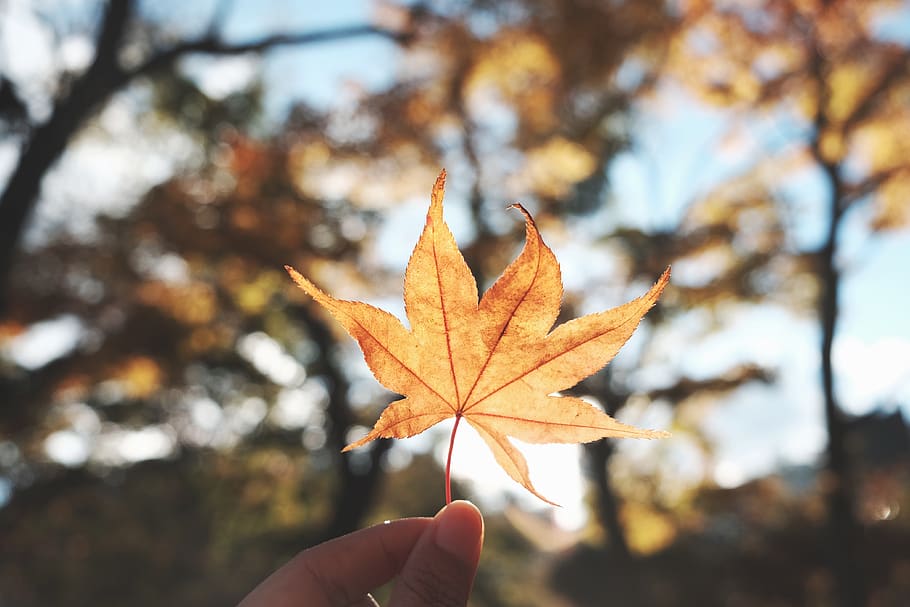 yellow maples, leaf, leafs, fall, autumn, red maples, felling autumn HD wallpaper