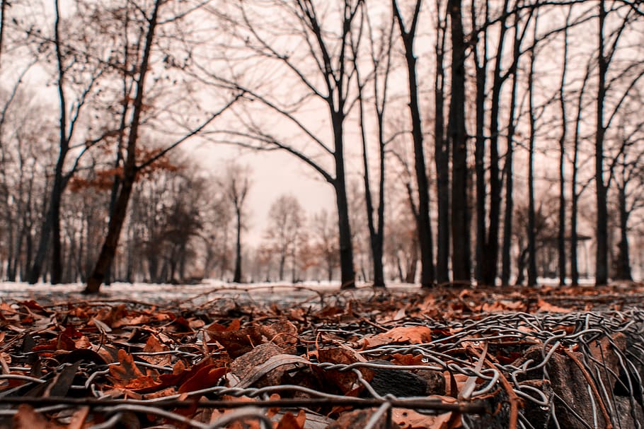 Selective Focus Photo of Withered Leaves on Ground, close-up HD wallpaper