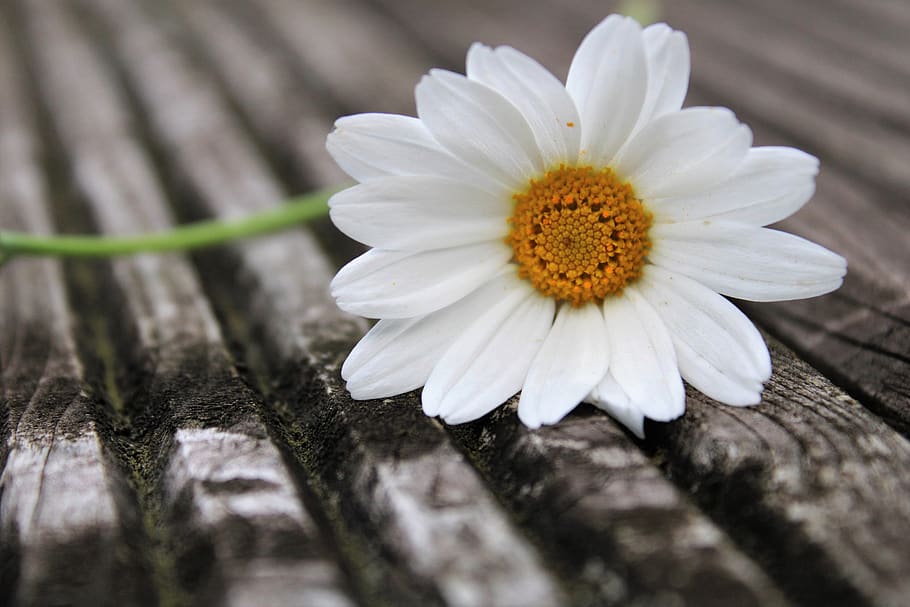 daisy, flower, feeling, blossom, nature, white, plant, summer HD wallpaper