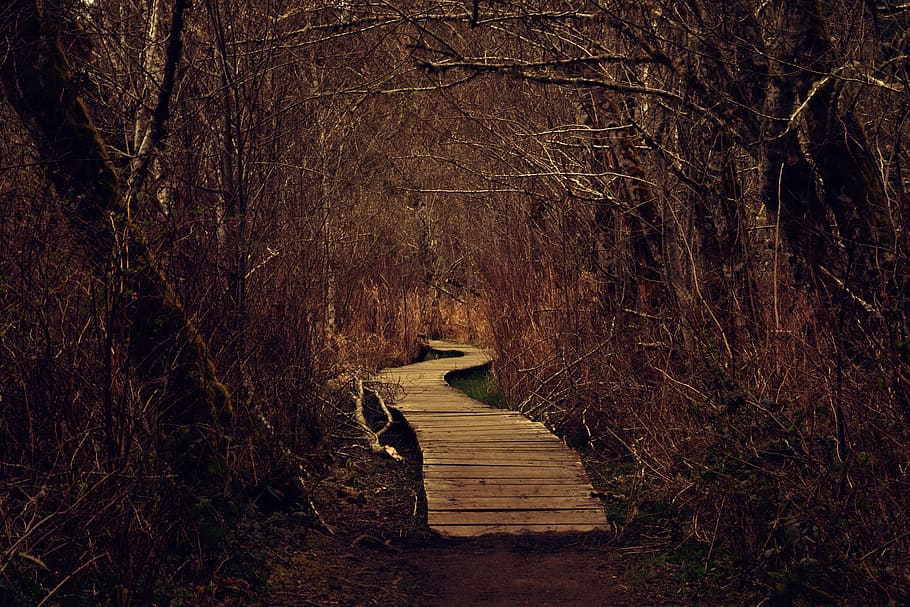 building, boardwalk, bridge, path, trail, port, dock, waterfront HD wallpaper