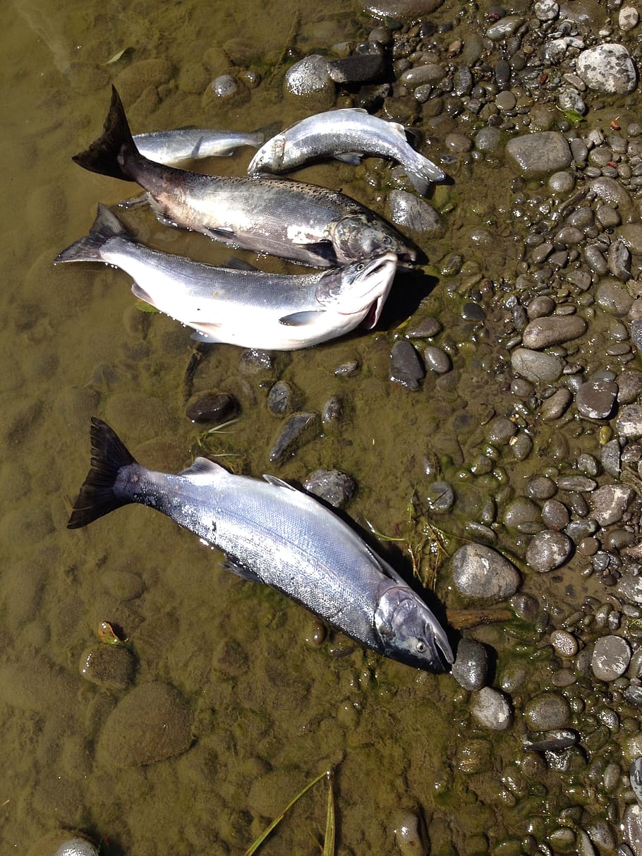fishing, river, riverside, salmon, animal, vertebrate, water HD wallpaper