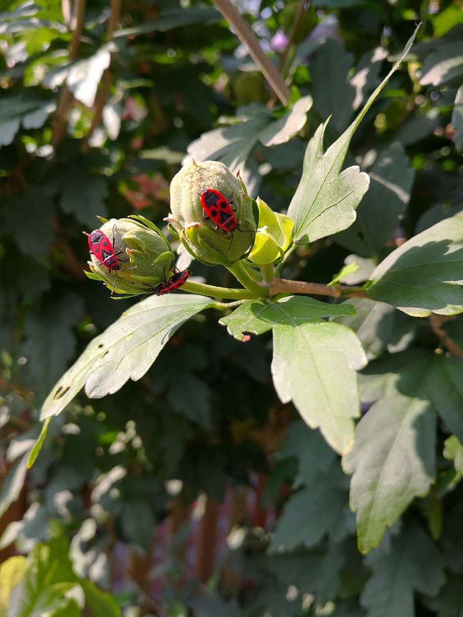 bud, beetle, red, blossom, bloom, animal, leaf, plant, growth HD wallpaper
