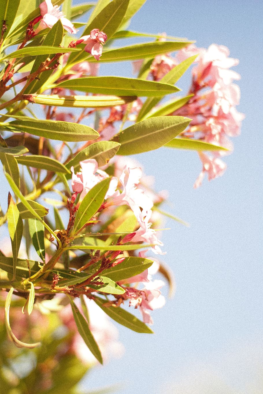 flower, trees, summer, sky, plant, growth, flowering plant HD wallpaper