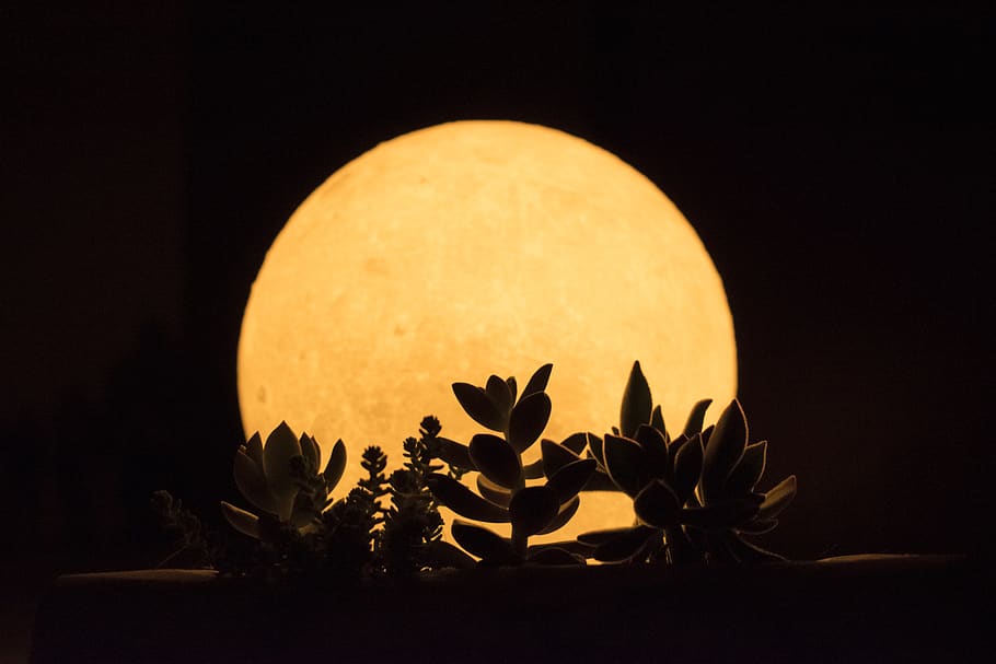 moon, moom, nature, groot, trees, night, plant, black background HD wallpaper