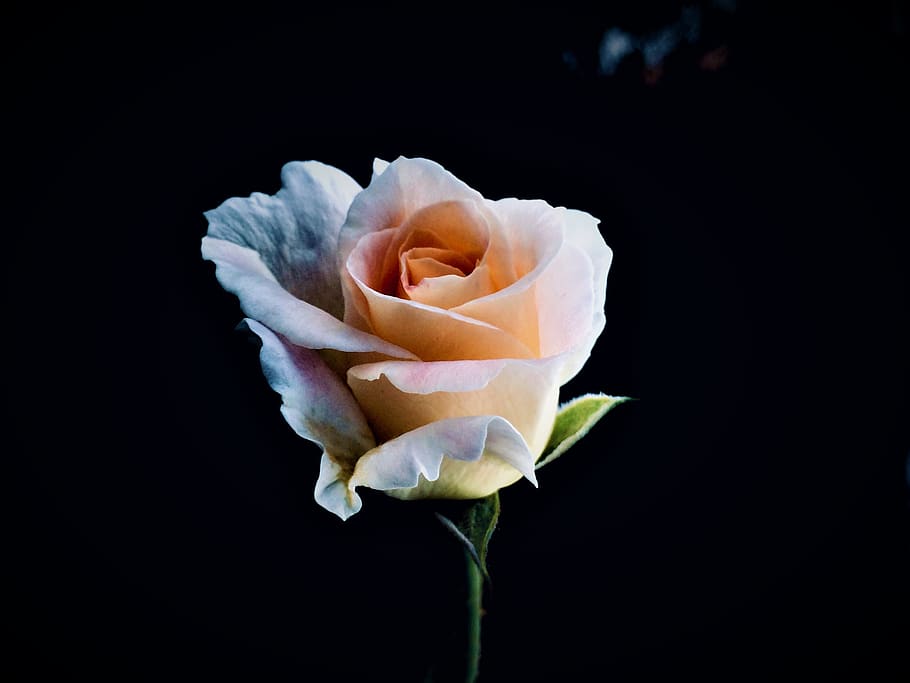 orange rose flower, plant, blossom, petal, australia, carindale