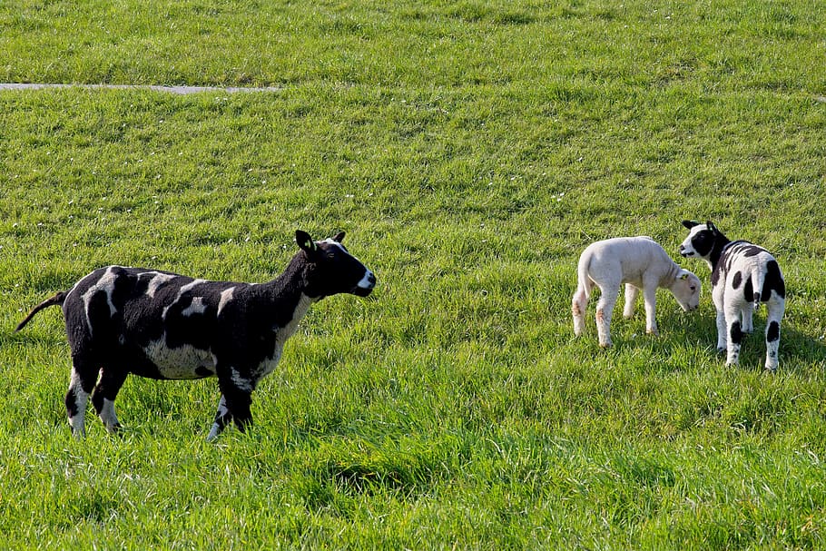 sheep, white, black, lamb, wool, cattle, animals, herd, meadow HD wallpaper