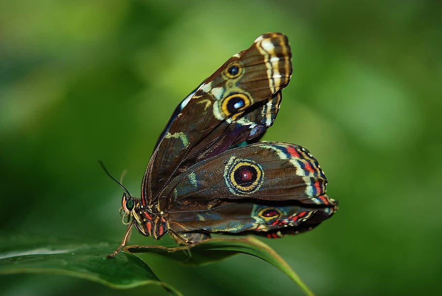 Brown White and Red Butterfly on Green Leaf, insect, macro, animal themes HD wallpaper