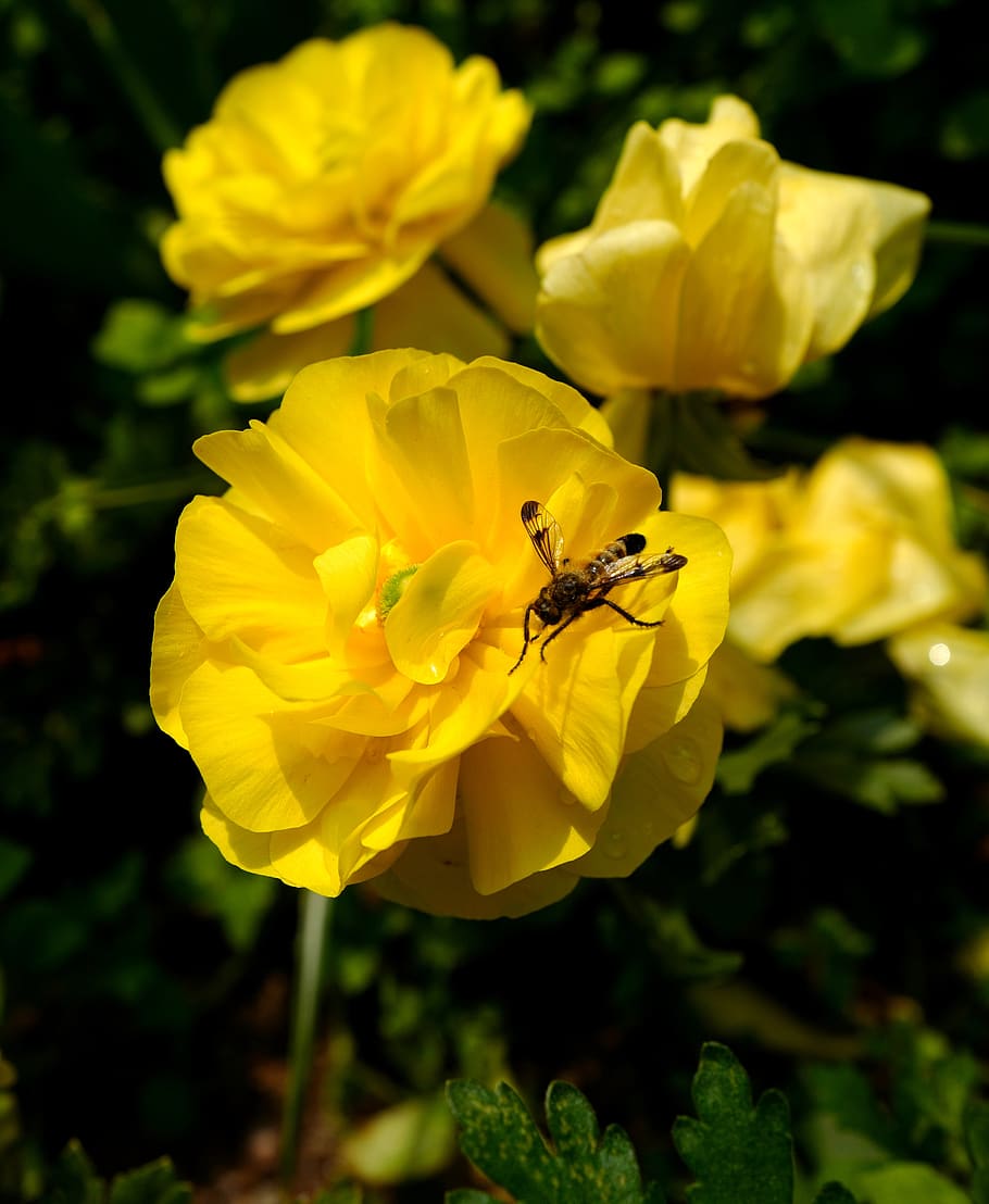 bee, flower, nature, summer, spring, yellow, insects, honey HD wallpaper