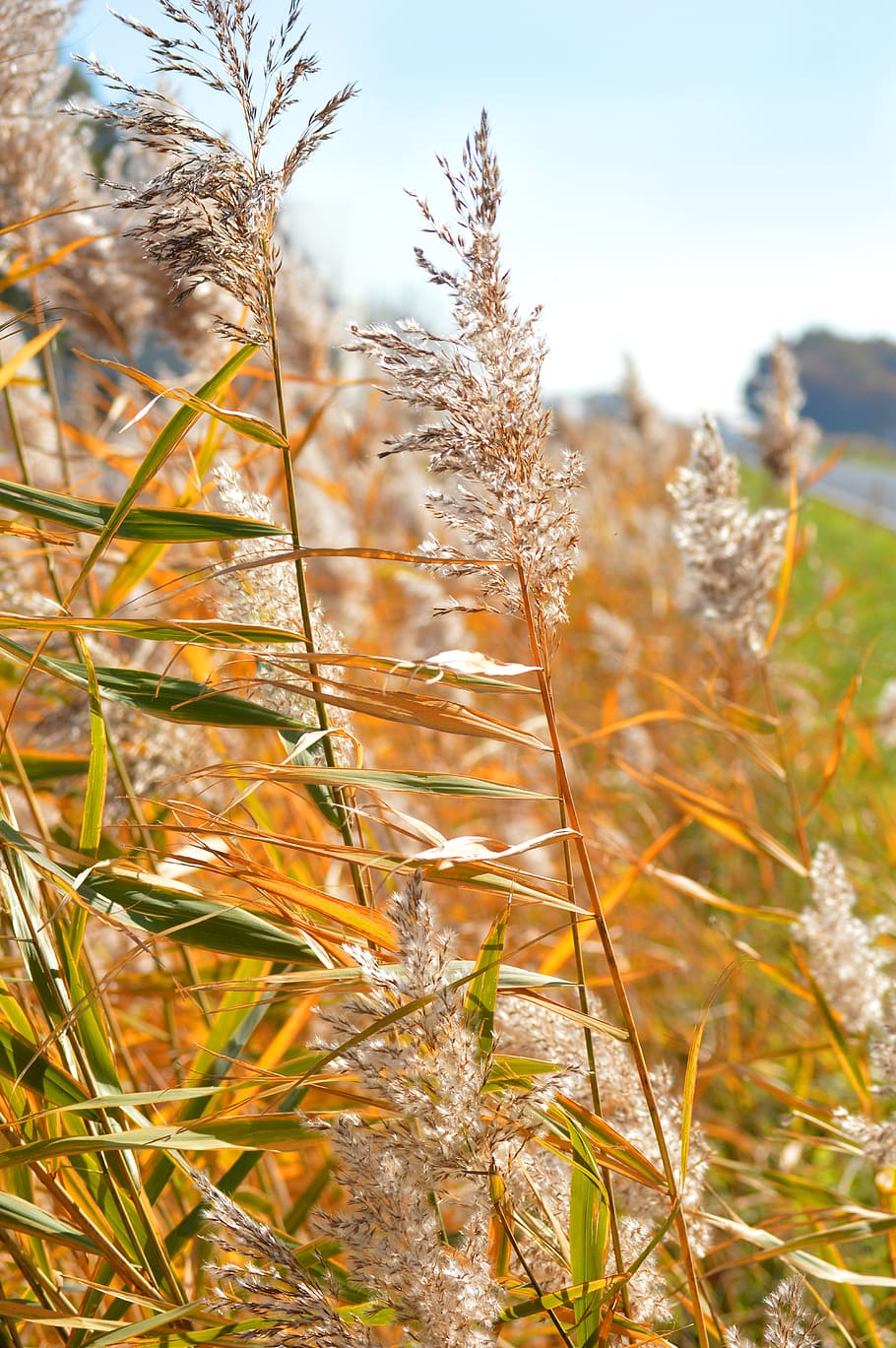 golden october, grasses, boxer shorts, plant, growth, nature HD wallpaper