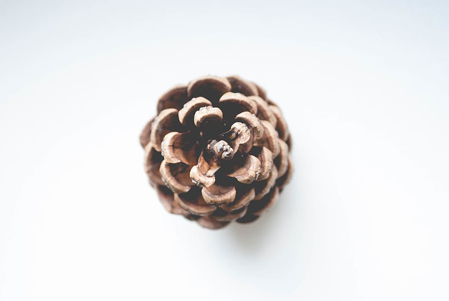 Shallow Focus Photography of Brown Conifer Cone, art, center, HD wallpaper