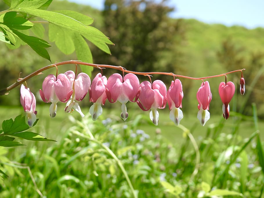 plant, leaf, vegetation, spring, blossom, flower, petal, united states HD wallpaper