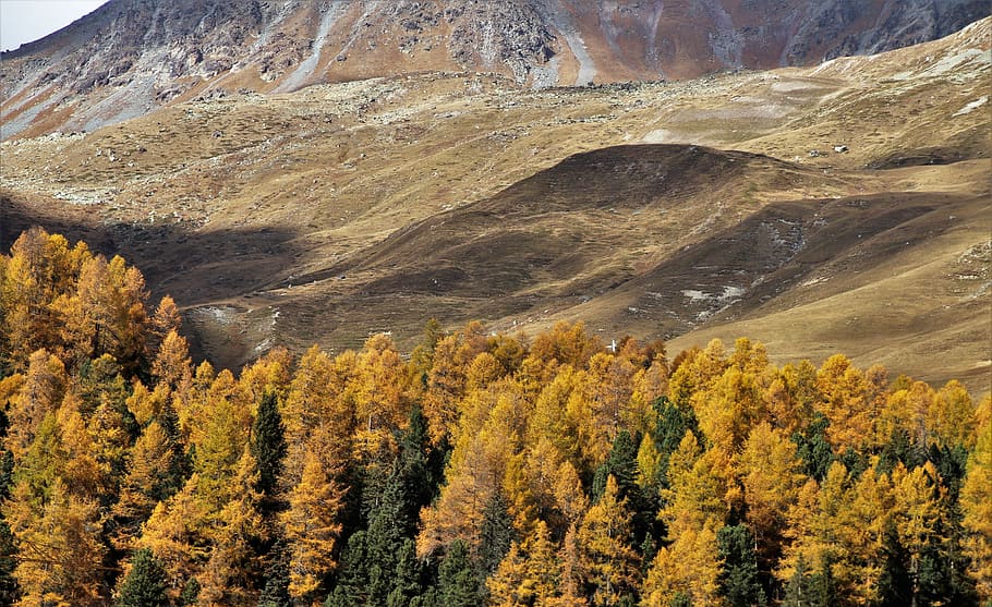 autumn, mountains, tree, high, larch, red, collapse, in the fall HD wallpaper