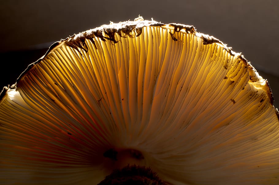 mushroom, fungus, close-up, no people, food, freshness, vegetable HD wallpaper