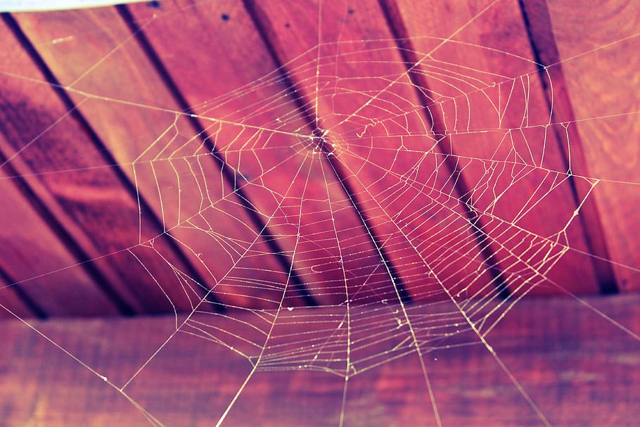 Spiderweb on Top, close-up, cobweb, connection, design, halloween HD wallpaper
