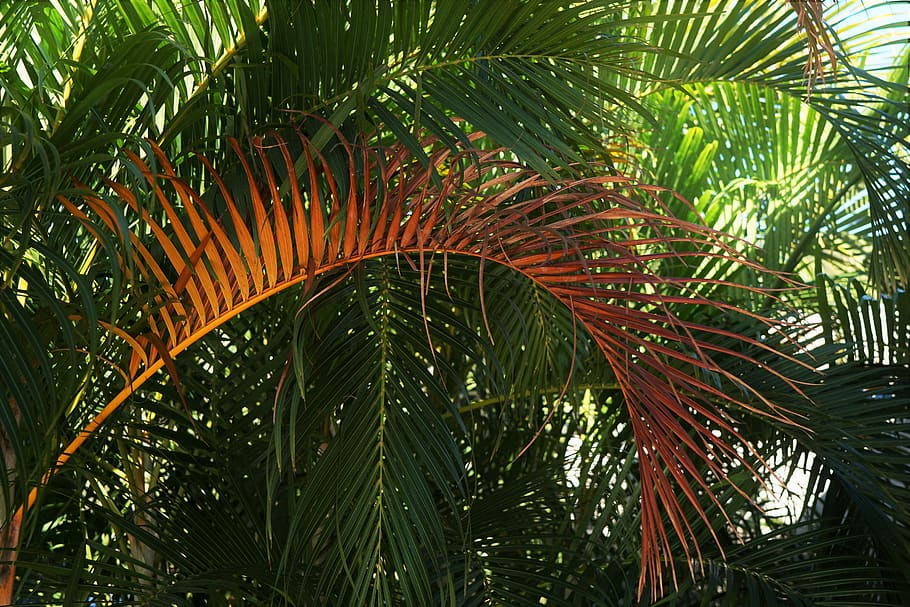 guadeloupe, leaf, nature, tree, forest, palm, red, green, old, HD wallpaper