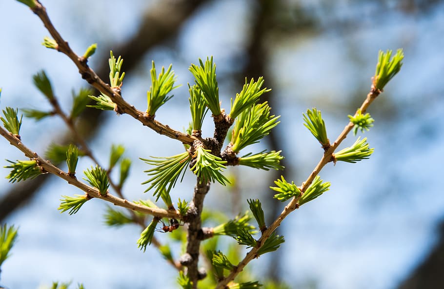 spring, fir tree, nature, forest, green, branch, evergreen HD wallpaper