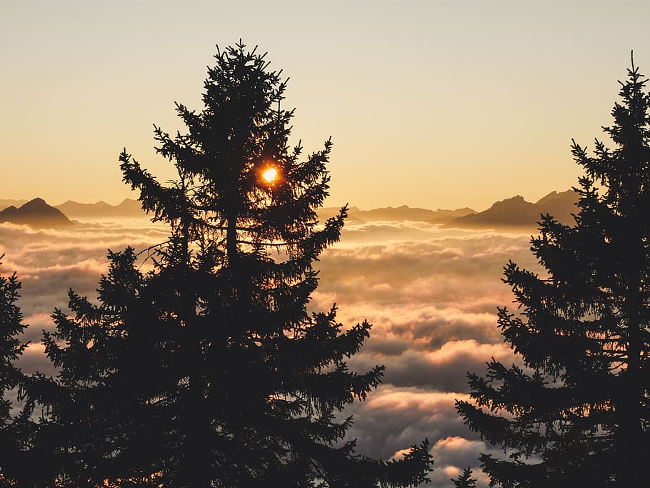 green tree photography, plant, fir, abies, conifer, pine, spruce HD wallpaper