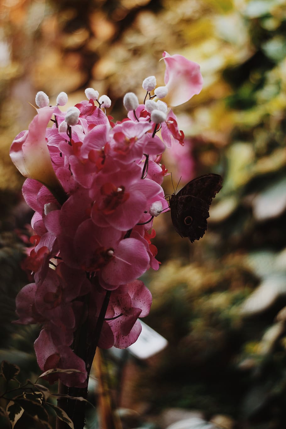 pink petaled flower, plant, blossom, insect, bee, honey bee, invertebrate HD wallpaper