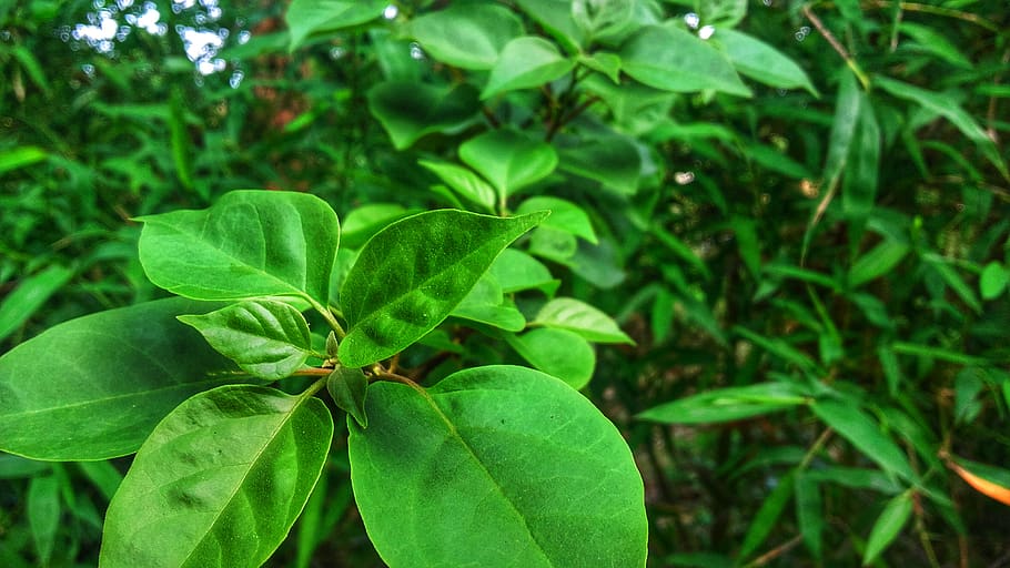 india, plant part, leaf, green color, growth, beauty in nature HD wallpaper