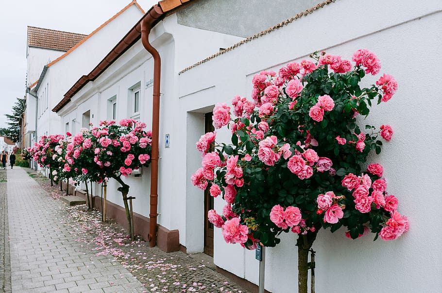 Roses against white walls, architecture, b, backyard, baltic HD wallpaper