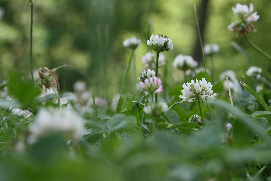 grass, clover, nature, plants, flower, flowering plant, growth HD wallpaper