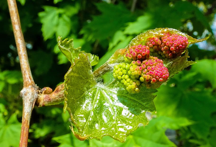 spring flowers, macro, grape, green, plants, nature, food, food and drink HD wallpaper