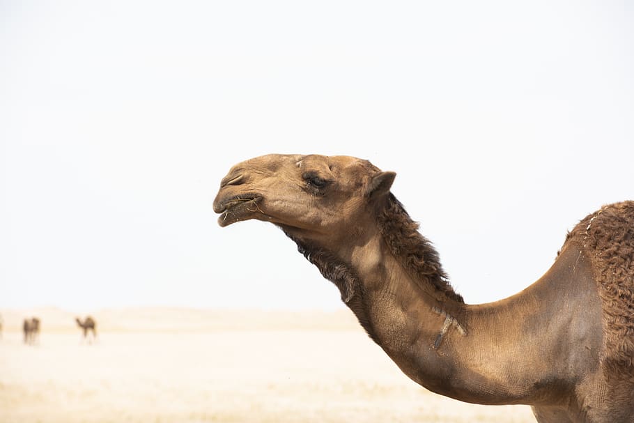 Selective Focus Photography of Brown Camel, animal, animal photography