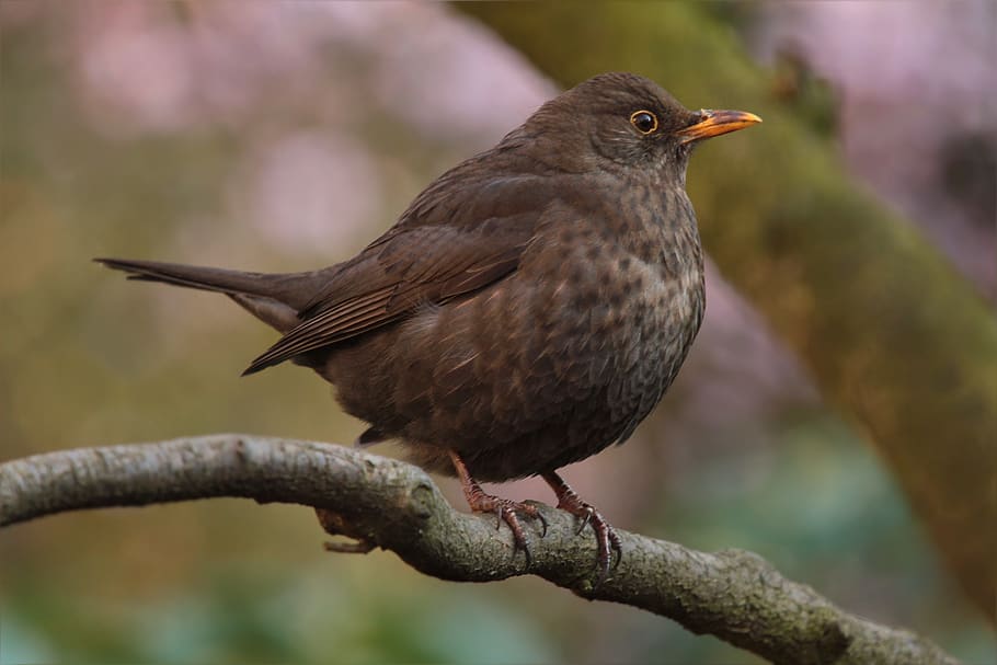 Brown Bird, animal, animal themes, vertebrate, animal wildlife HD wallpaper