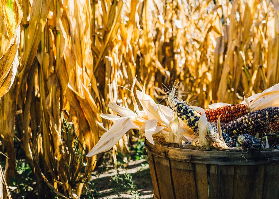 corn, farm, agriculture, vegetables, food, fields, countryside HD wallpaper