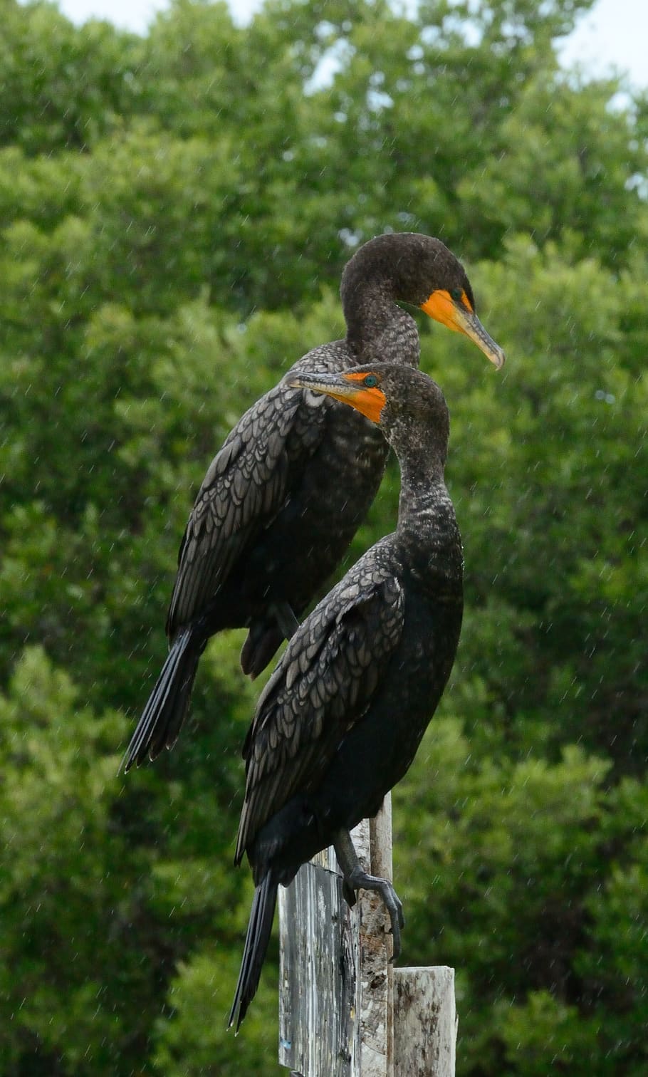 mexico, cormorant, bird, animal wildlife, animals in the wild HD wallpaper