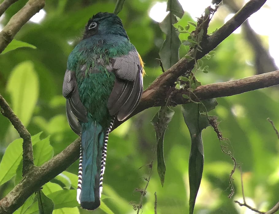 costa rica, vertebrate, bird, animal wildlife, animals in the wild HD wallpaper