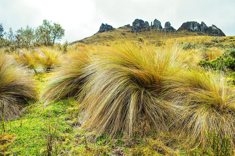 pajonal, landscape, adventure, grass, moor, plant, sky, nature HD wallpaper