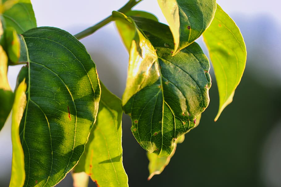 Green Leaf Plant, close-up, macro, plant part, green color, growth HD wallpaper