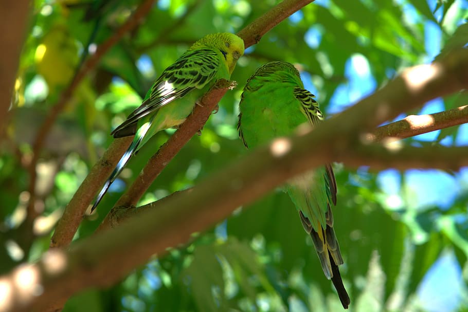budgie, bill, bird, parakeet, parrot, sababurg castle, nature HD wallpaper