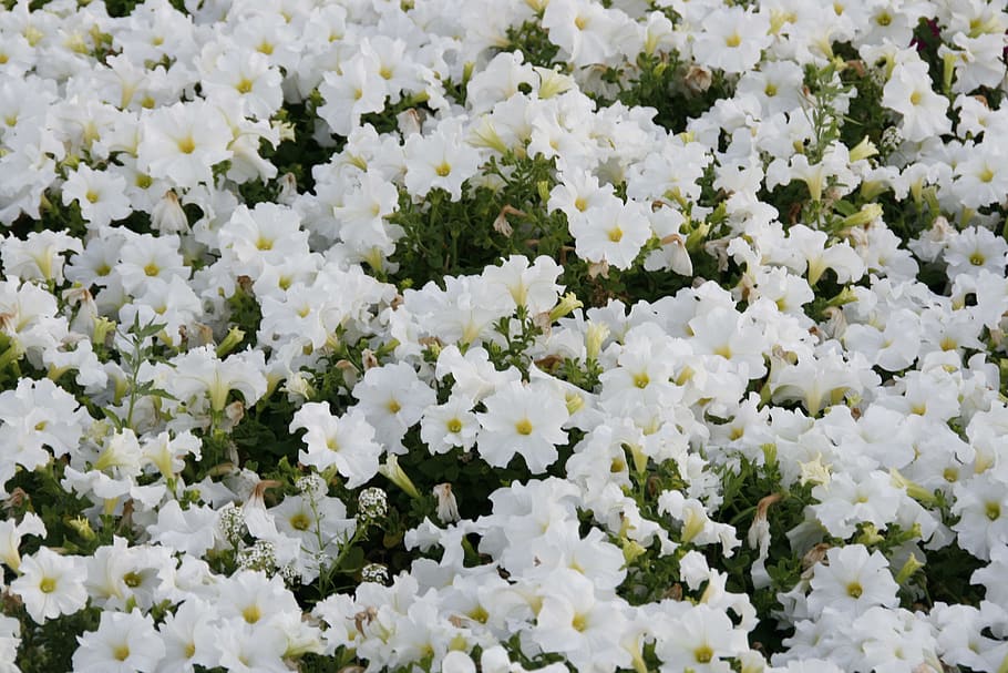 background, beautiful, bloom, colorful, floral, flower, petal HD wallpaper
