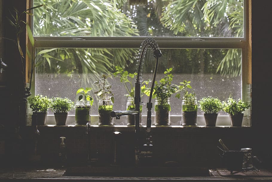united states, dania beach, plant, window, day, no people, indoors HD wallpaper