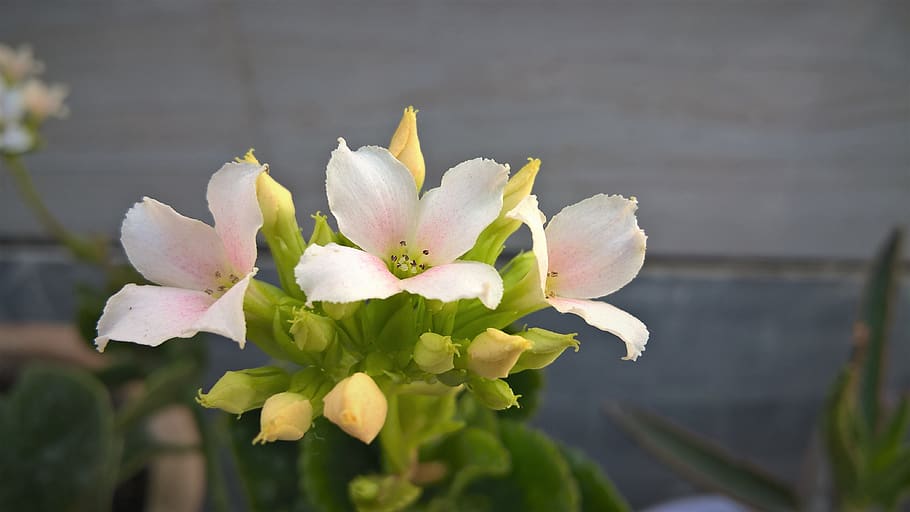 flower, spring, garden, nature, flowering plant, vulnerability HD wallpaper