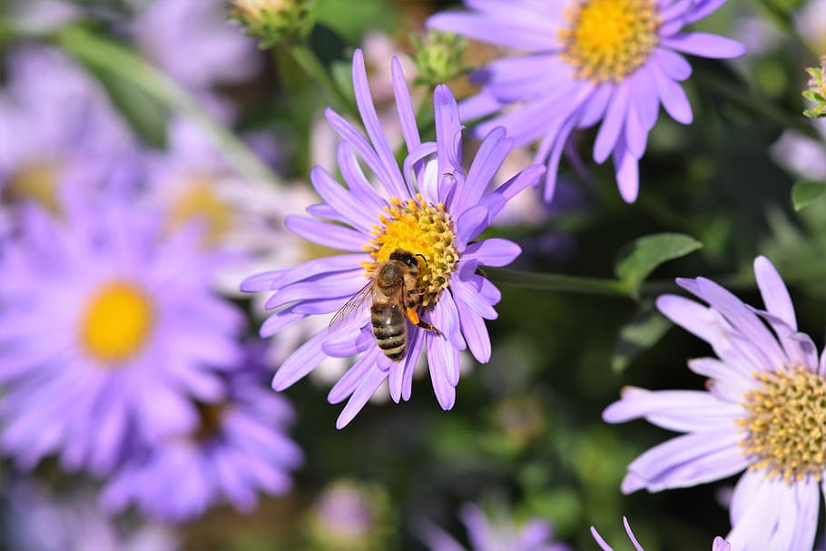 aster, bee, honey bee, composites, purple, violet, blossom HD wallpaper