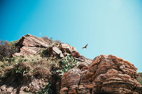 Hawk hunting over desert cliff during the day time, Branch, Cactus HD wallpaper